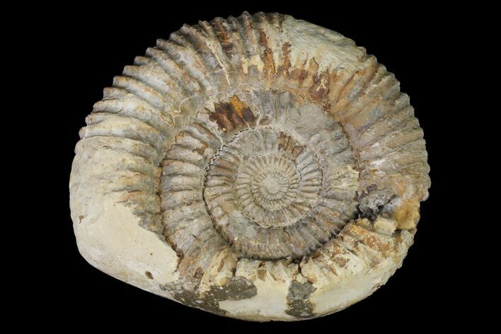 Ammonite In Septarian - Madagascar #113488